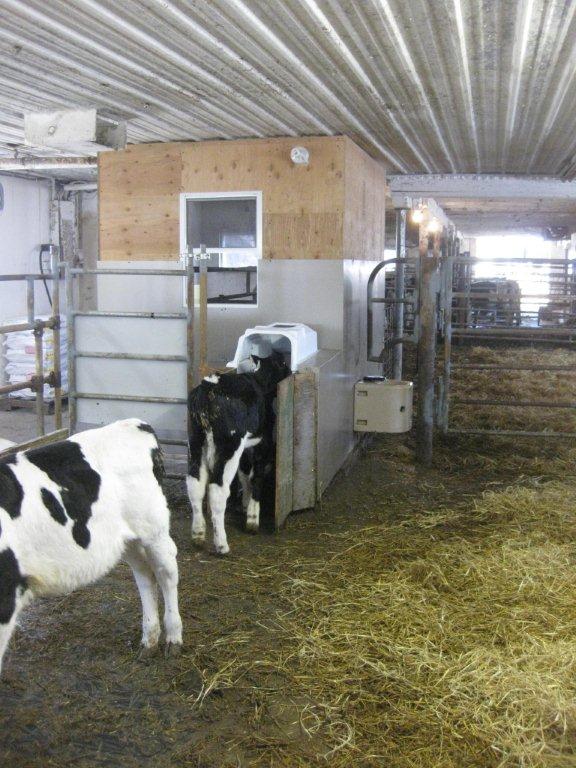 calf feeder