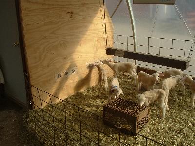 lamb feeder