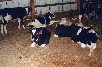 calf feeder