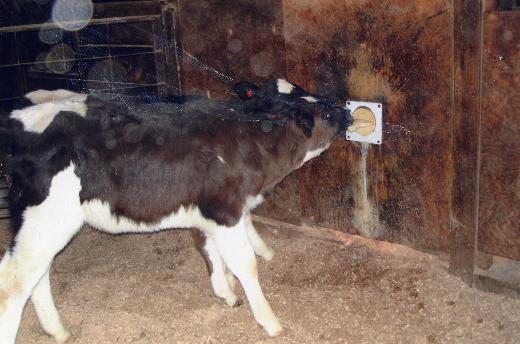 calf feeder