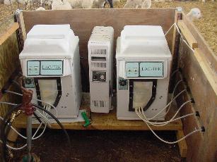 lamb feeder