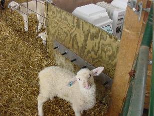 lamd feeder